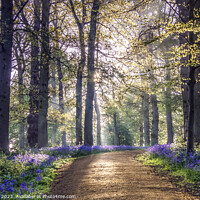 Buy canvas prints of English Bluebell Wood Norfolk by Jim Key