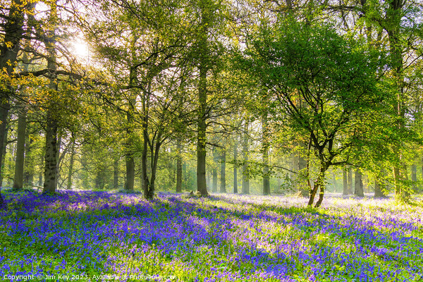 English Bluebell Wood Norfolk Picture Board by Jim Key