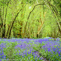 Buy canvas prints of English Bluebell Wood  Foxley Wood Norfolk  by Jim Key