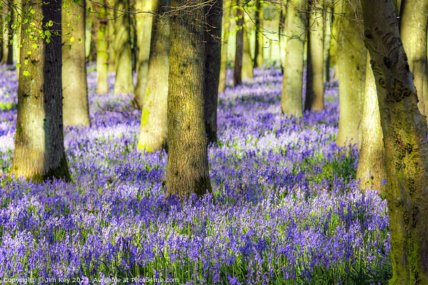 Bluebell Wood  Bluebells  Picture Board by Jim Key