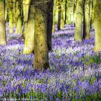 Buy canvas prints of Bluebell Wood  Bluebells  by Jim Key