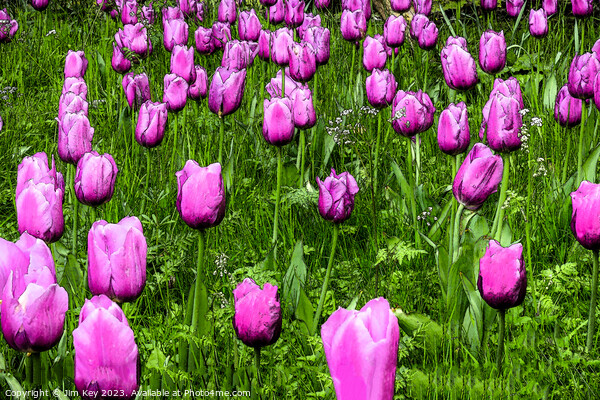 Pink Tulips  Digital Art Picture Board by Jim Key