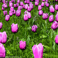 Buy canvas prints of Pink Tulips  Digital Art by Jim Key
