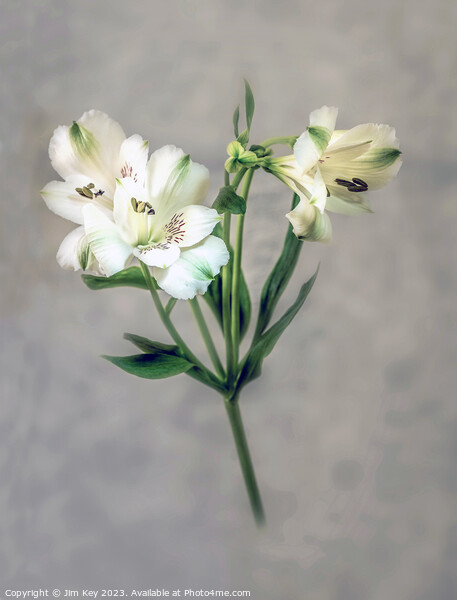 White Lily soft defocused   Picture Board by Jim Key