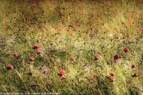 Red Poppies in the Wind  Picture Board by Jim Key