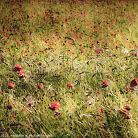 Buy canvas prints of Red Poppies in the Wind  by Jim Key