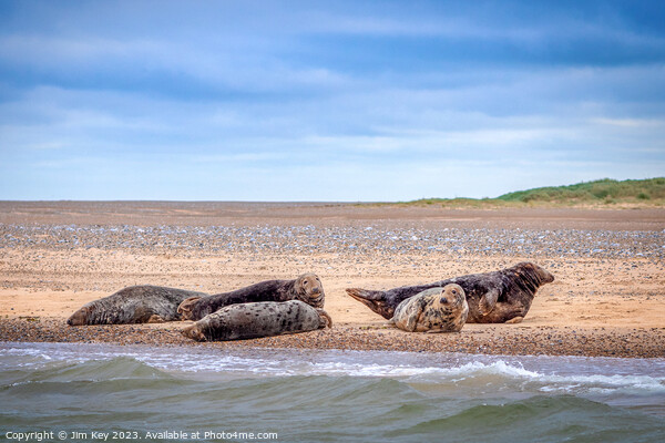  Blakeney seals Norfolk  Picture Board by Jim Key