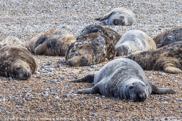 Seals at Blakeney Point Norfolk  Picture Board by Jim Key