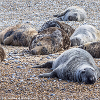 Buy canvas prints of Seals at Blakeney Point Norfolk  by Jim Key