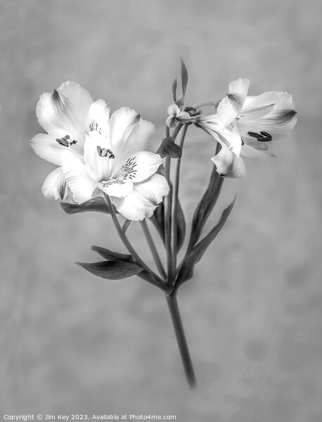 White Lily Black and White   Picture Board by Jim Key