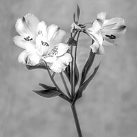 Buy canvas prints of White Lily Black and White   by Jim Key