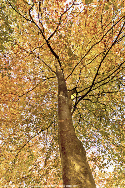 Beech Canopy Autumn Colour  Picture Board by Jim Key