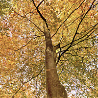 Buy canvas prints of Beech Canopy Autumn Colour  by Jim Key