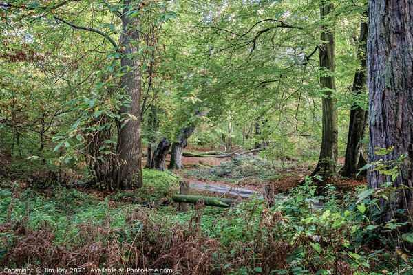 Norfolk woodland Picture Board by Jim Key