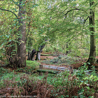 Buy canvas prints of Norfolk woodland by Jim Key