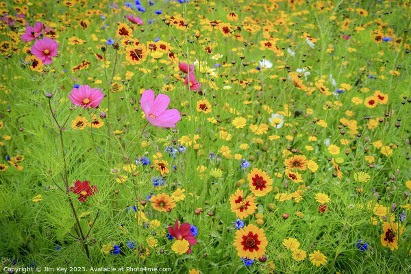 Wild Flower Meadow  Picture Board by Jim Key