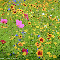 Buy canvas prints of Wild Flower Meadow  by Jim Key