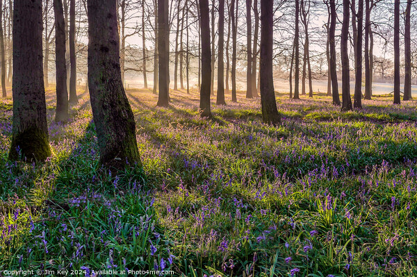 Sunlit Bluebell Wood   Picture Board by Jim Key