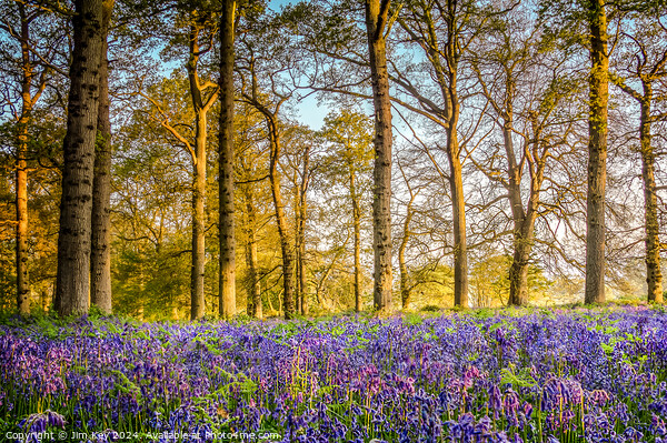 Sunrise in the Bluebell Wood  Picture Board by Jim Key