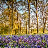 Buy canvas prints of Sunrise in the Bluebell Wood  by Jim Key