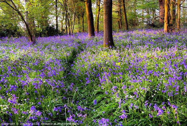 A Walk in the Bluebells  Picture Board by Jim Key