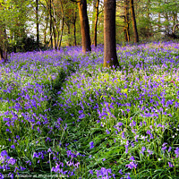Buy canvas prints of A Walk in the Bluebells  by Jim Key
