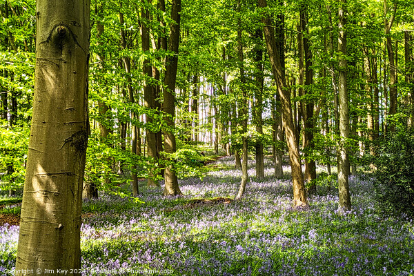 A beautiful English Bluebell Woodland.   Picture Board by Jim Key