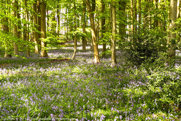 A beautiful English Bluebell Woodland.  Picture Board by Jim Key