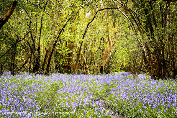 English Bluebell Wood  Foxley Wood Norfolk  Picture Board by Jim Key