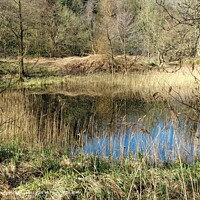 Kelling Heath Pond