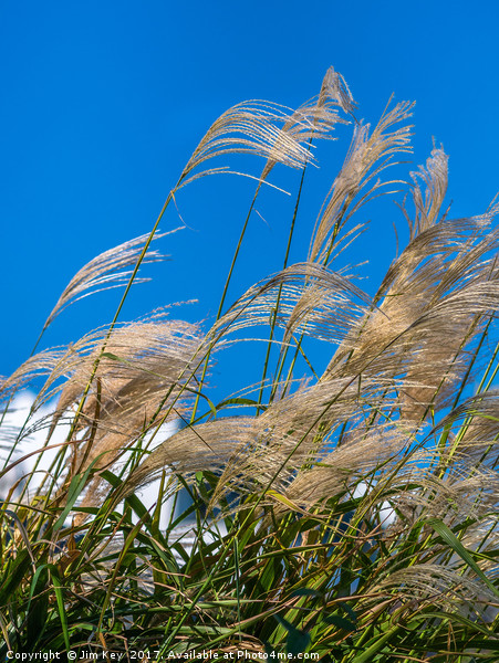 Pampas Grass on the Beach Picture Board by Jim Key