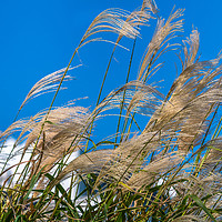 Buy canvas prints of Pampas Grass on the Beach by Jim Key