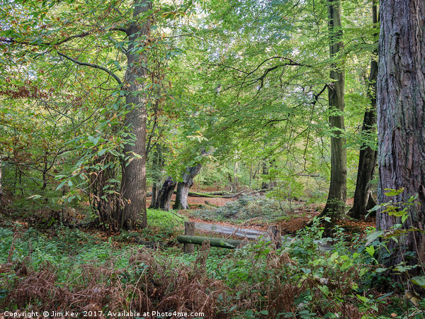 Norfolk Woodland Picture Board by Jim Key