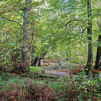 Buy canvas prints of Norfolk Woodland by Jim Key