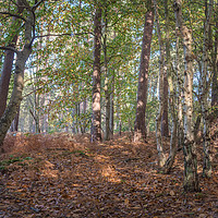 Buy canvas prints of October in Woodland by Jim Key