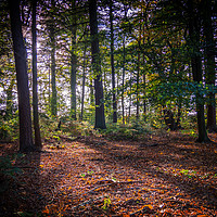 Buy canvas prints of Woodland Clearing  by Jim Key