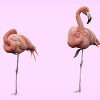 Buy canvas prints of Flamingos on Pink by Jim Key