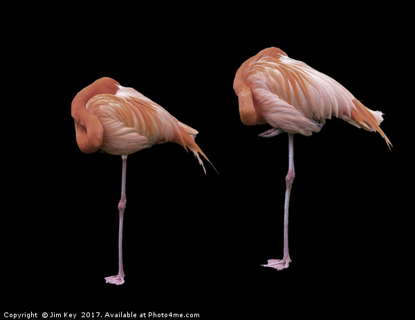 Flamingos on Black Picture Board by Jim Key