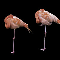 Buy canvas prints of Flamingos on Black by Jim Key