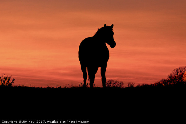 Horse at Sunset Picture Board by Jim Key