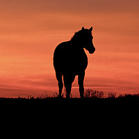 Buy canvas prints of Horse at Sunset by Jim Key