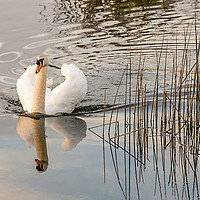 Buy canvas prints of White Swan  Reflection by Jim Key