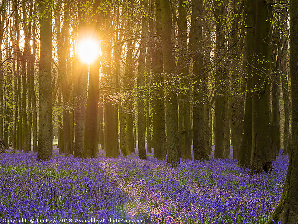 Sunshine in the Bluebell Wood Picture Board by Jim Key