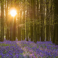 Buy canvas prints of Sunshine in the Bluebell Wood by Jim Key