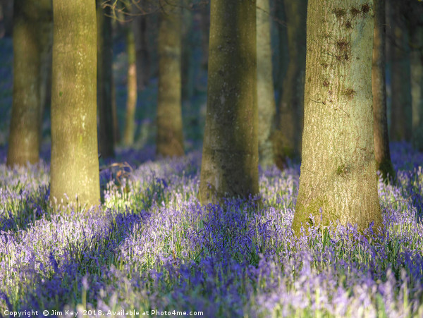 Bluebell Wood Picture Board by Jim Key