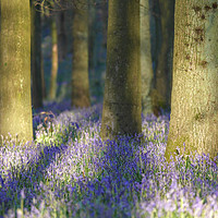 Buy canvas prints of Bluebell Wood by Jim Key