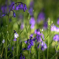 Buy canvas prints of Down in the Bluebell Wood by Jim Key