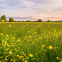Buy canvas prints of Buttercups in Summer by Jim Key