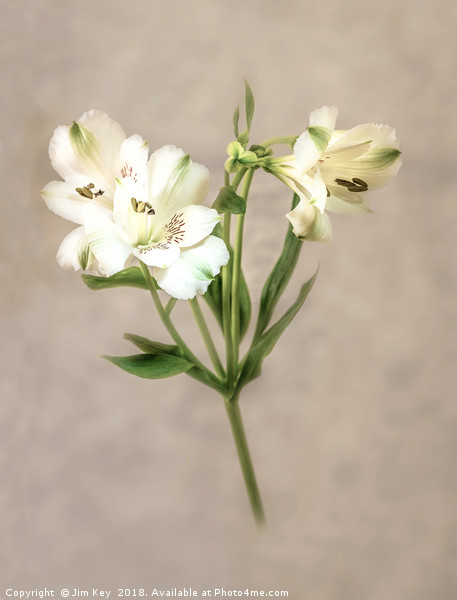 White Lily Picture Board by Jim Key