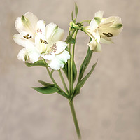Buy canvas prints of White Lily by Jim Key